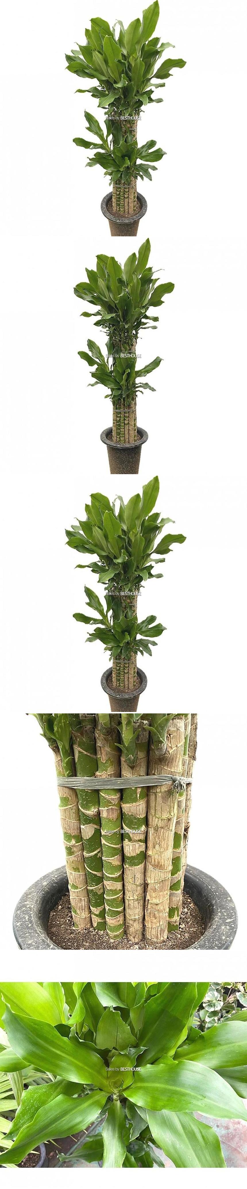 베하몰 실내 화초 황금죽 대품 약125cm/실내화초/황금죽/황금죽식물/식물/원예/원예장식/식물장식/장식용식