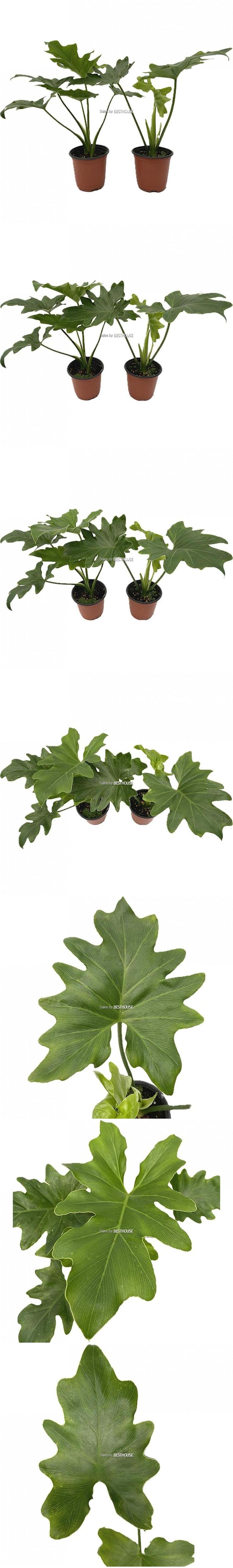 베하몰 실내 화초 1+1 호프셀렘 소품 약30cm/호프셀렘/호프셀렘식물/실내화초/식물/원예/원예장식/식물장식