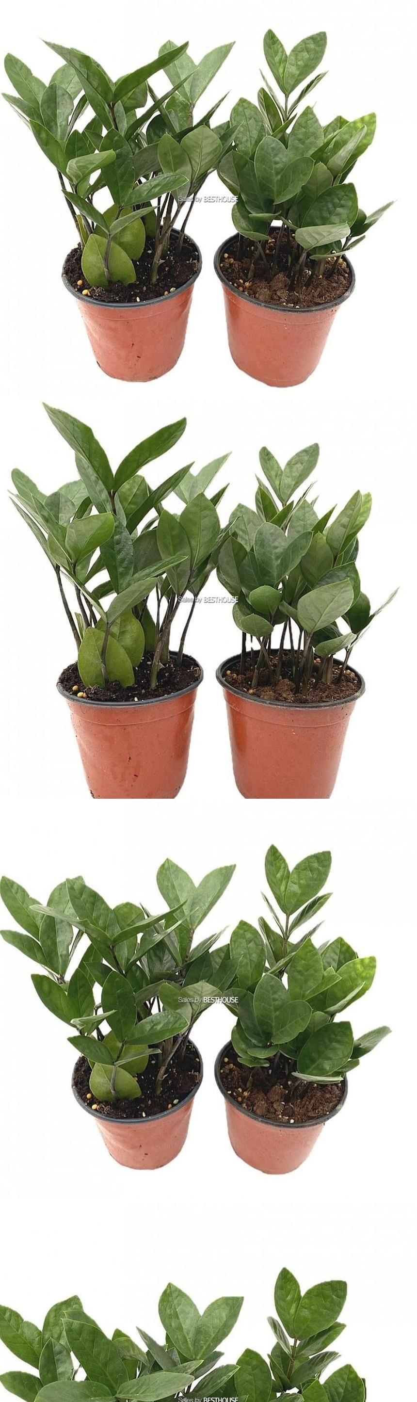 베하몰 실내 화초 1+1 금전수 풍성한 수형 약28cm/실내화초/금전수식물/금전수/식물/원예/원예장식/식물장