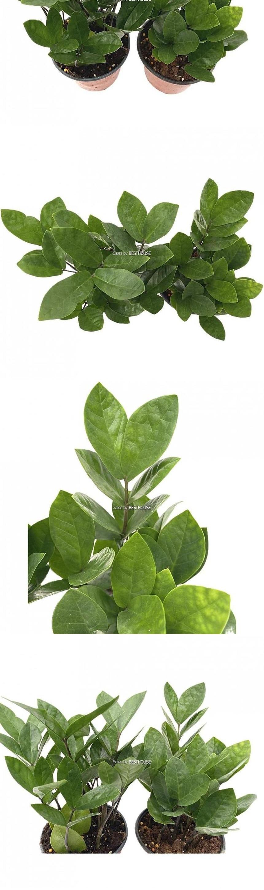 베하몰 실내 화초 1+1 금전수 풍성한 수형 약28cm/실내화초/금전수식물/금전수/식물/원예/원예장식/식물장