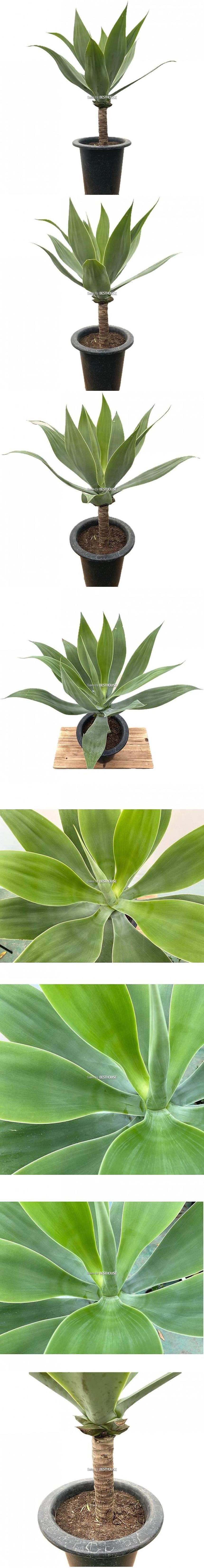 베하몰 실내 화초 아가베 아테누아타 화분 80cm/공기정화식물화분/공기정화식물/아가베아테누아타화분/아가