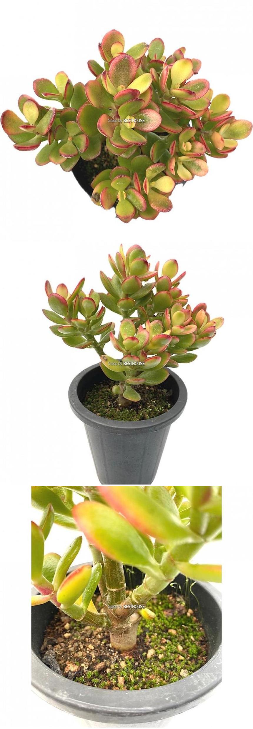 베하몰 실내 화초 탑레드 염좌 화분 28cm/탑레드염좌화분/염좌/염좌화분/탑레드염좌/다육이/다육식물/식물