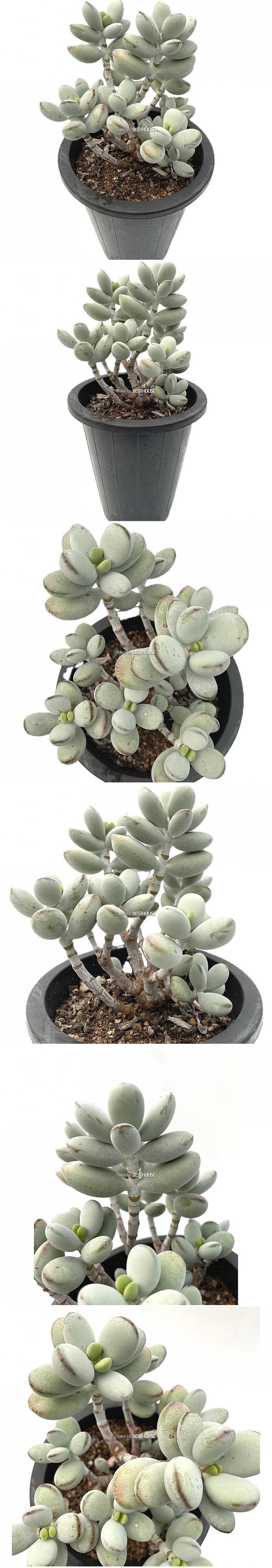 베하몰 실내 화초 방울복랑 다육이 28cm/방울복랑/방울복랑다육이/다육이/다육식물/식물/다육이식물/실내화