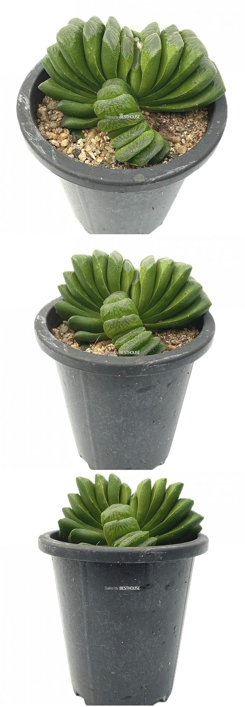 베하몰 실내 화초 그린옥선 다육이 13cm/그린옥선/그린옥선다육이/다육이/다육식물/식물/다육이식물/실내화