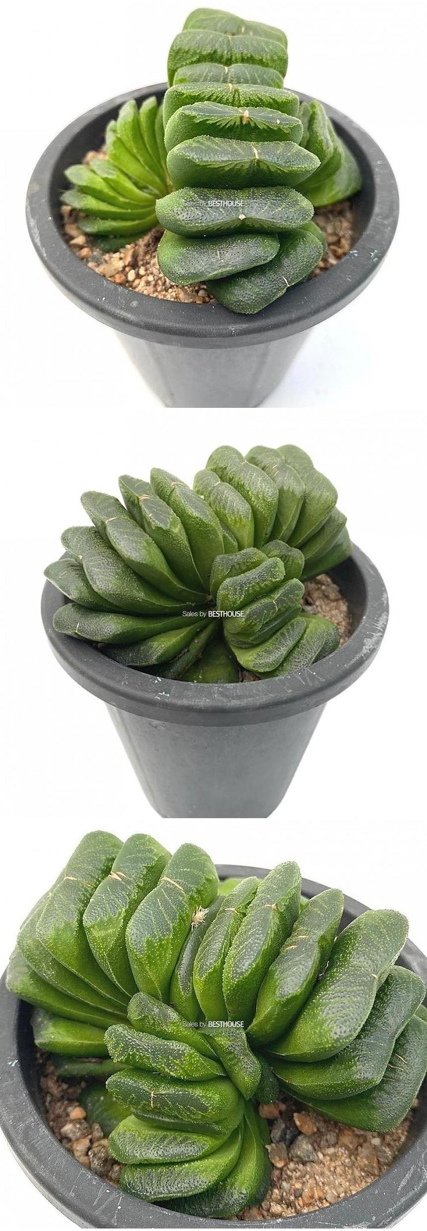 베하몰 실내 화초 그린옥선 다육이 13cm/그린옥선/그린옥선다육이/다육이/다육식물/식물/다육이식물/실내화