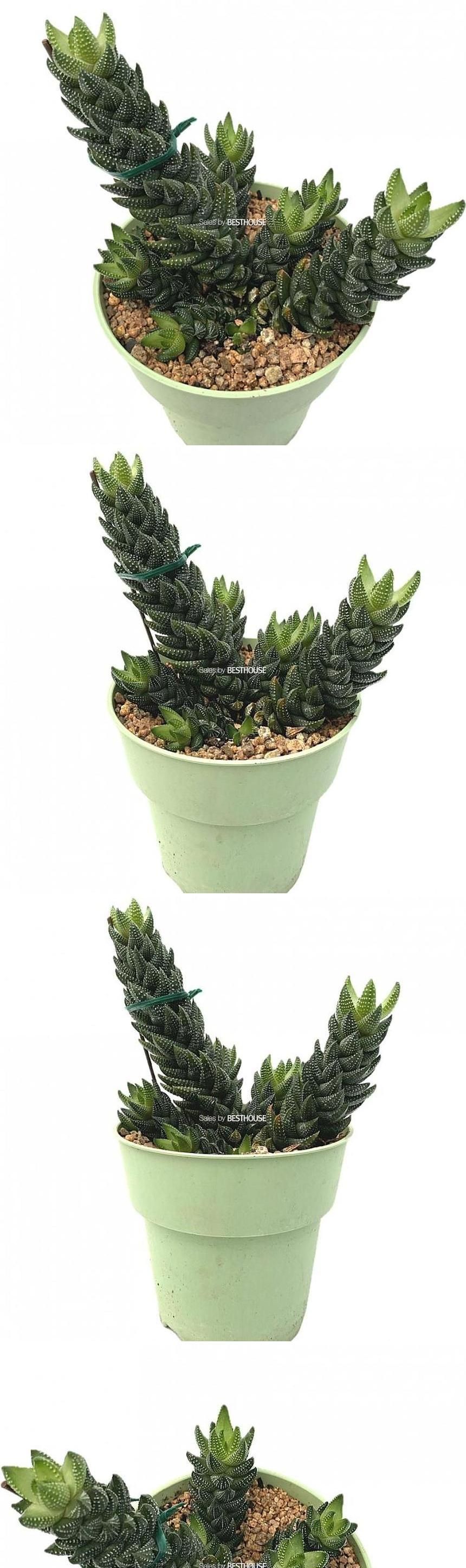 베하몰 실내 화초 용발톱 다육 식물 20cm/용발톱/용발톱다육이/다육이/다육식물/식물/다육이식물/실내화초/