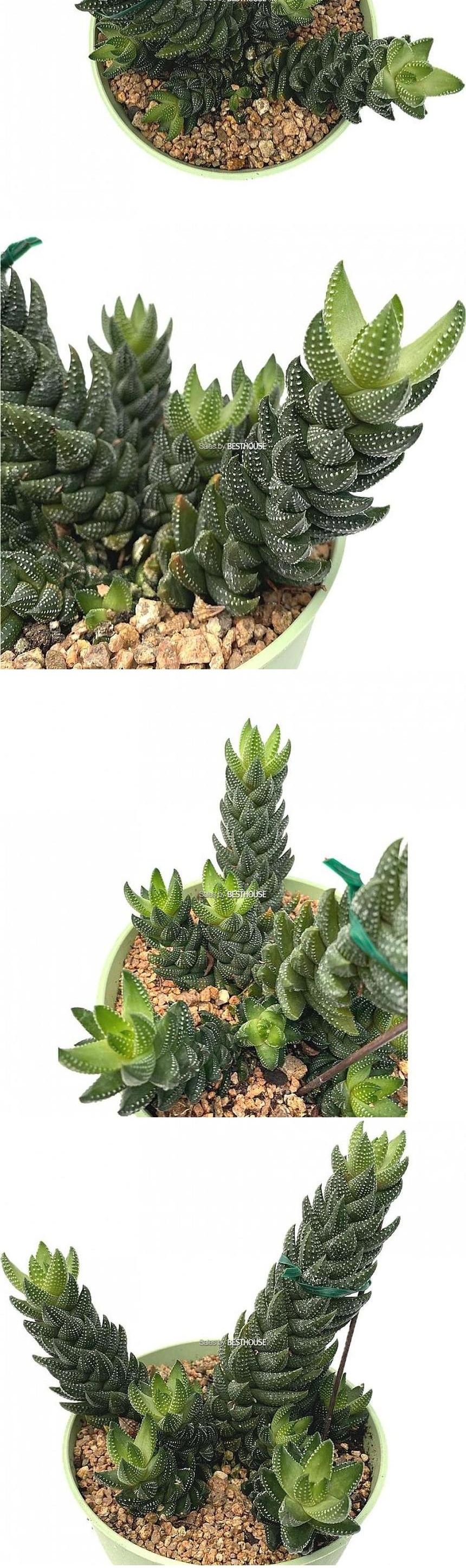 베하몰 실내 화초 용발톱 다육 식물 20cm/용발톱/용발톱다육이/다육이/다육식물/식물/다육이식물/실내화초/