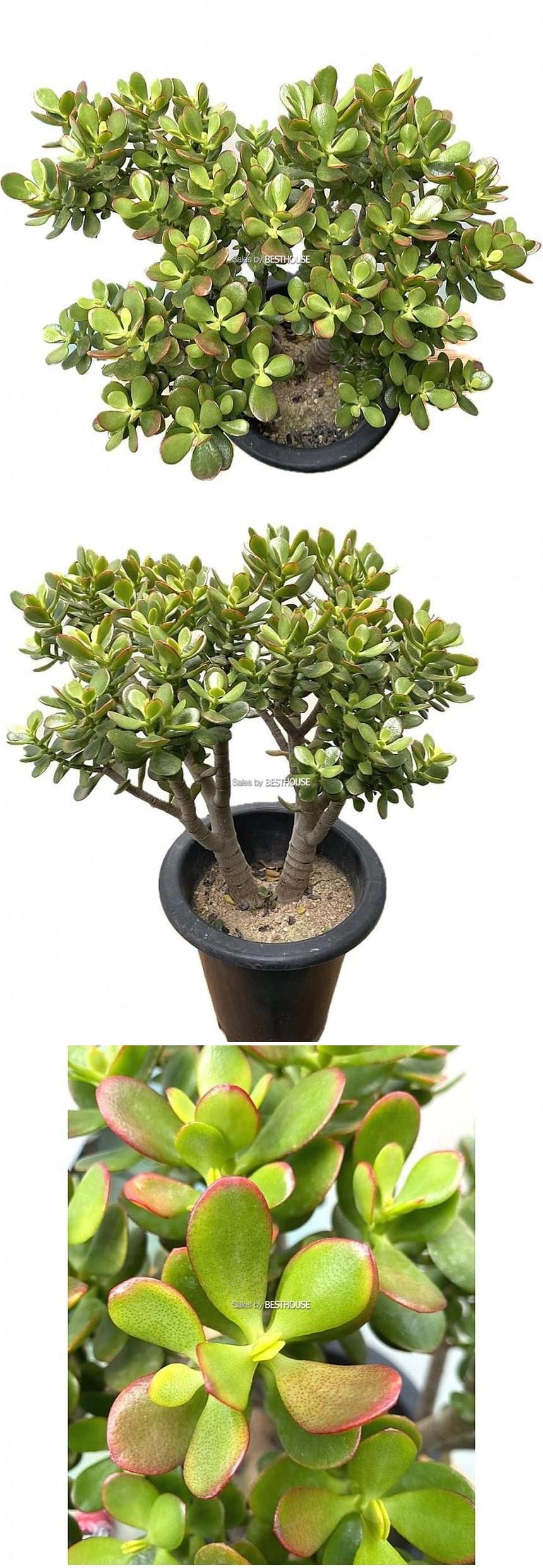 베하몰 실내 화초 미니 염좌 화분 54cm/미니염좌화분/염좌/염좌화분/미니염좌/다육이/다육식물/식물재배/식