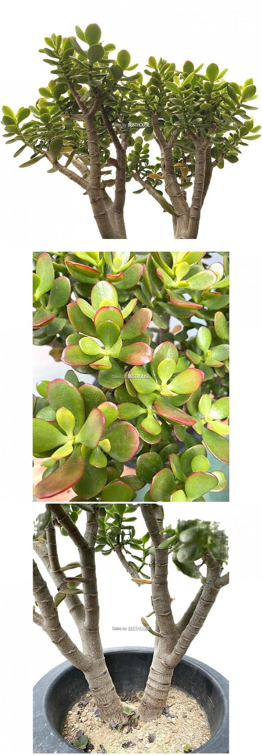 베하몰 실내 화초 미니 염좌 화분 54cm/미니염좌화분/염좌/염좌화분/미니염좌/다육이/다육식물/식물재배/식