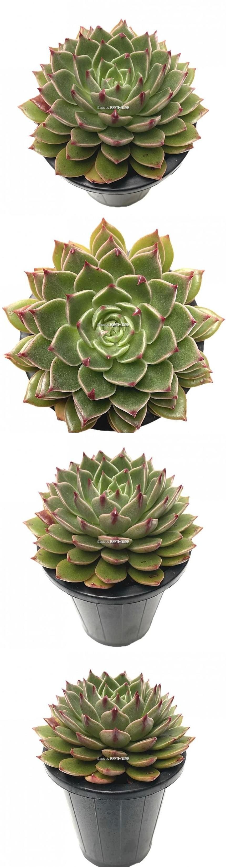 베하몰 실내 화초 루돌프 다육이 화분 15cm/루돌프다육식물/루돌프다육이/다육이/다육식물/식물/다육이식물