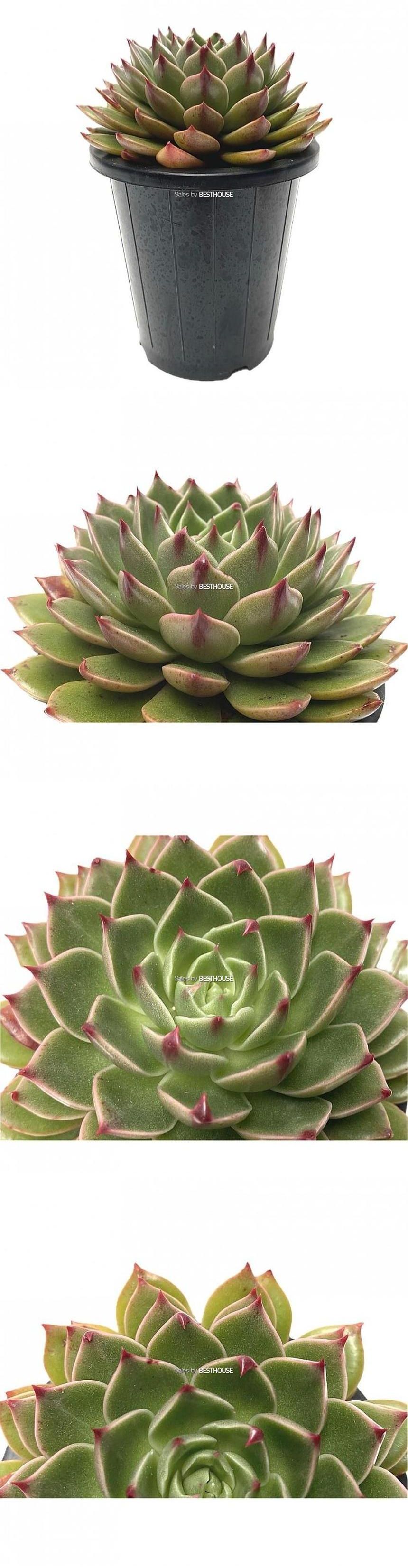 베하몰 실내 화초 루돌프 다육이 화분 15cm/루돌프다육식물/루돌프다육이/다육이/다육식물/식물/다육이식물