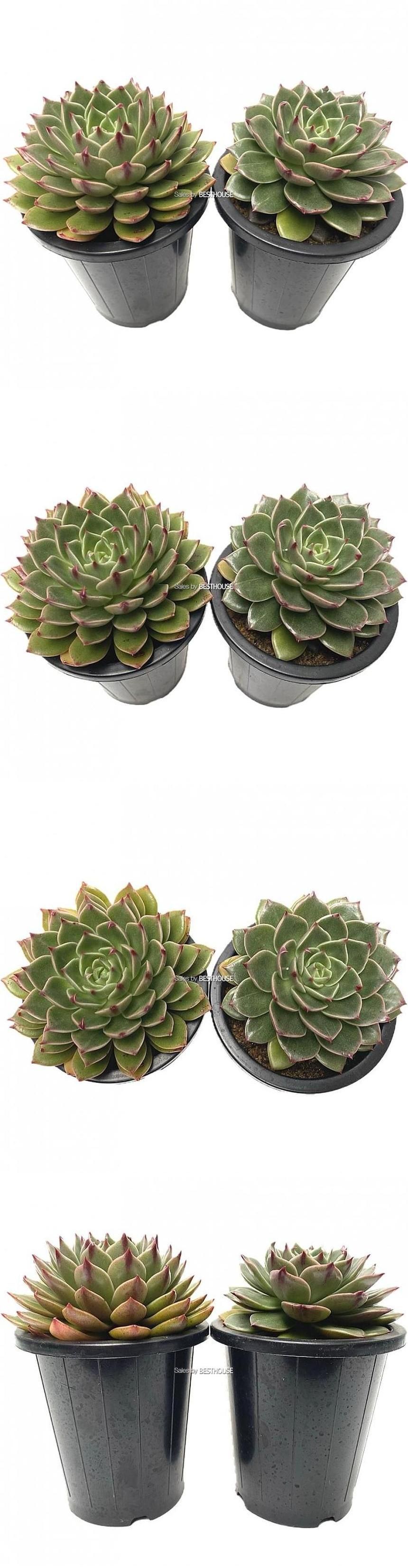 베하몰 실내 화초 1+1 루돌프 다육 식물 15cm/루돌프다육식물/루돌프다육이/다육이/다육식물/식물/다육이식