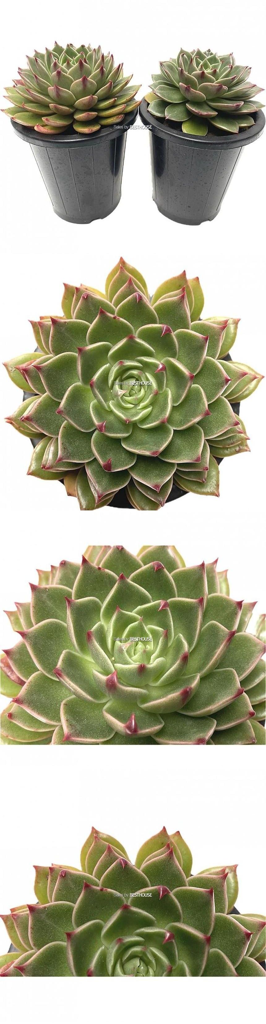 베하몰 실내 화초 1+1 루돌프 다육 식물 15cm/루돌프다육식물/루돌프다육이/다육이/다육식물/식물/다육이식