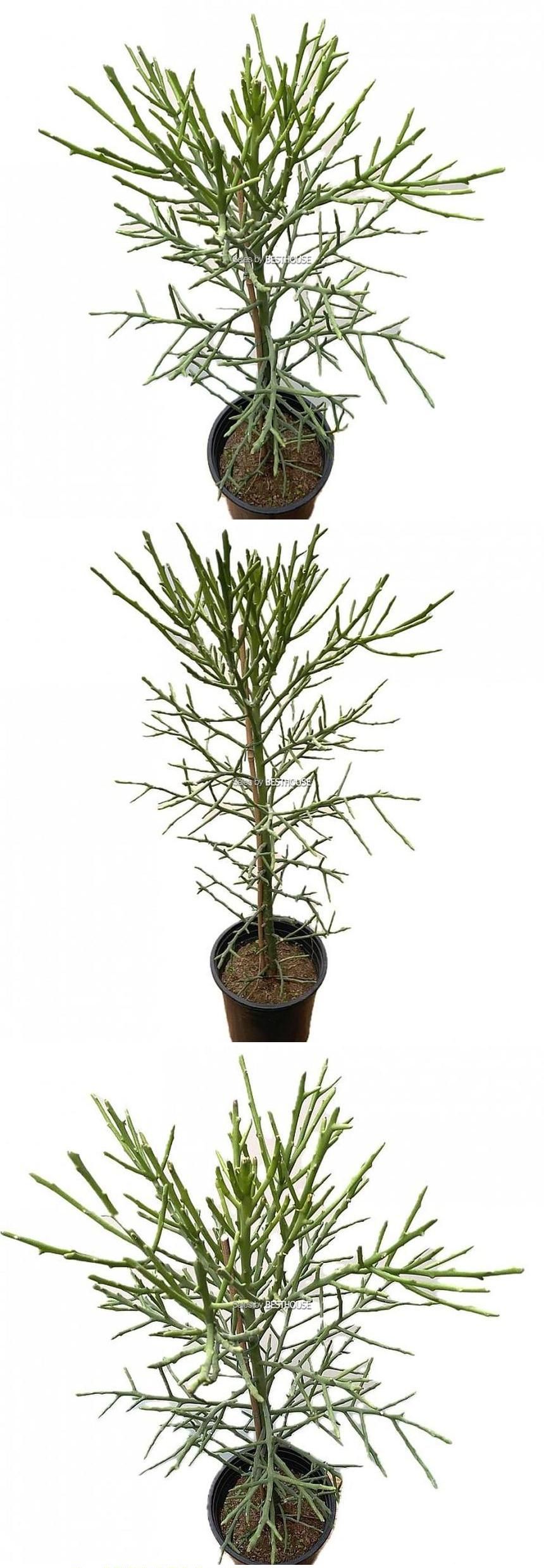 베하몰 유포르비아 연필 선인장 86cm/유포르비아선인장/유포르비아연필선인장/연필선인장/선인장/선인장기