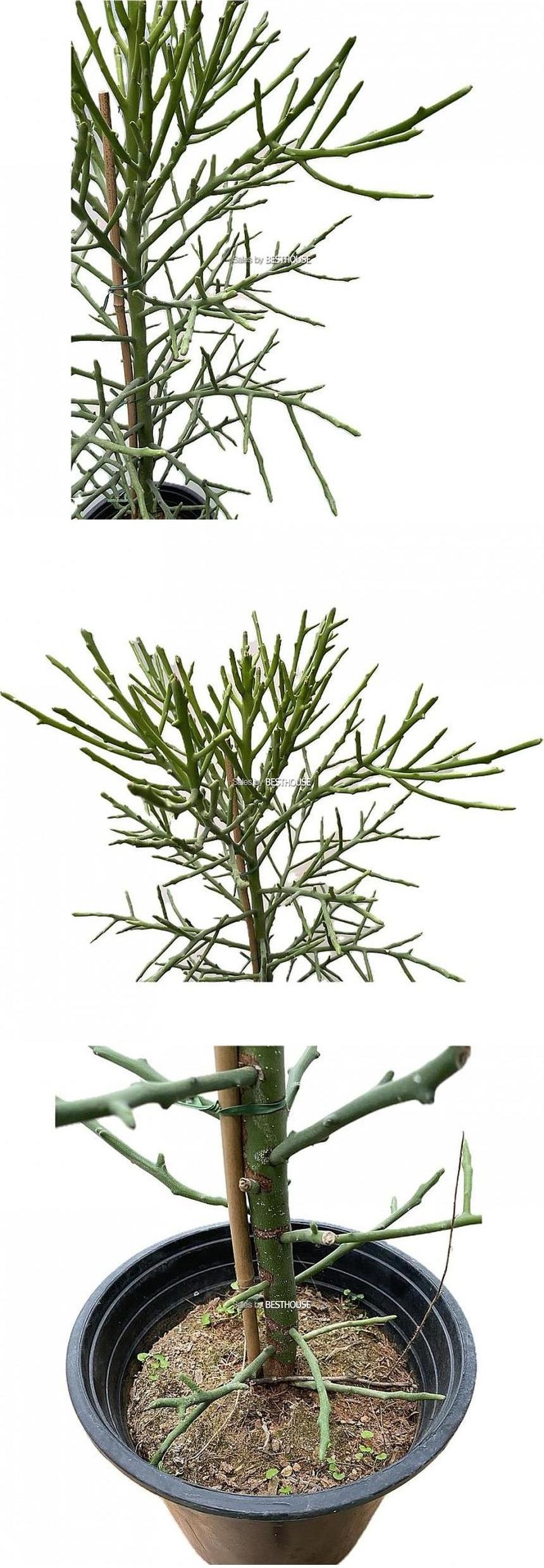 베하몰 유포르비아 연필 선인장 86cm/유포르비아선인장/유포르비아연필선인장/연필선인장/선인장/선인장기