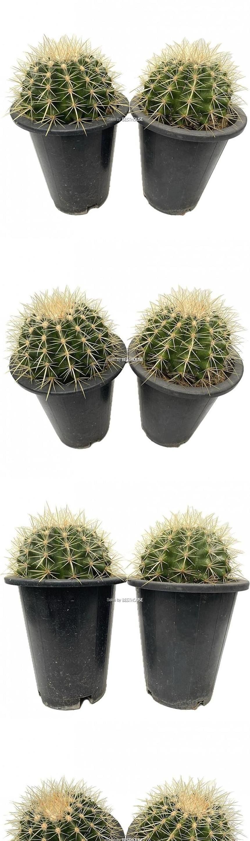 베하몰 금호 씨앗으로 키운 선인장 24cm 1+1/금호씨앗선인장/금호선인장/금호씨앗으로키운선인장/선인장/선