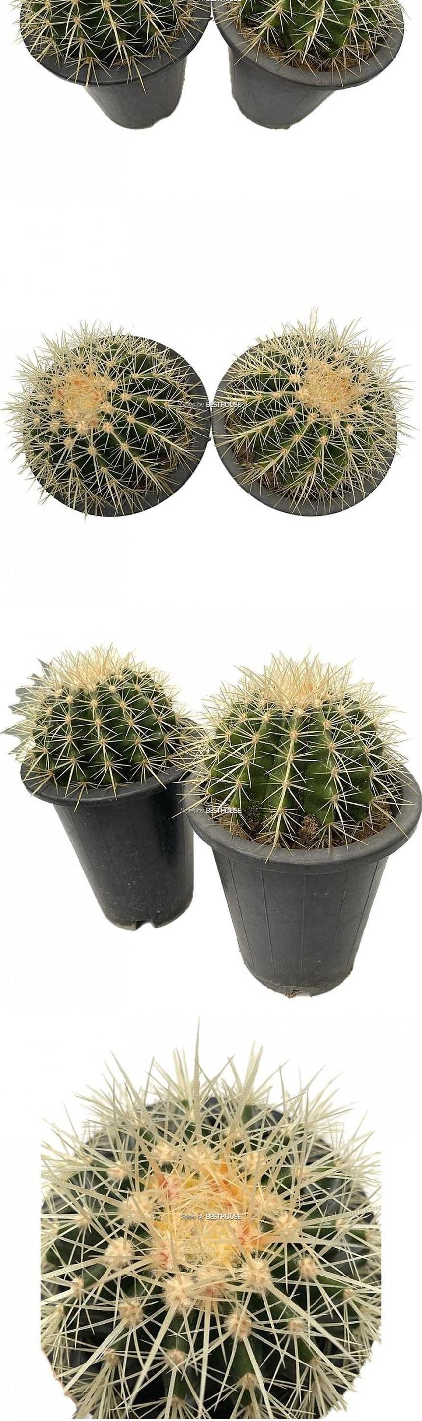 베하몰 금호 씨앗으로 키운 선인장 24cm 1+1/금호씨앗선인장/금호선인장/금호씨앗으로키운선인장/선인장/선