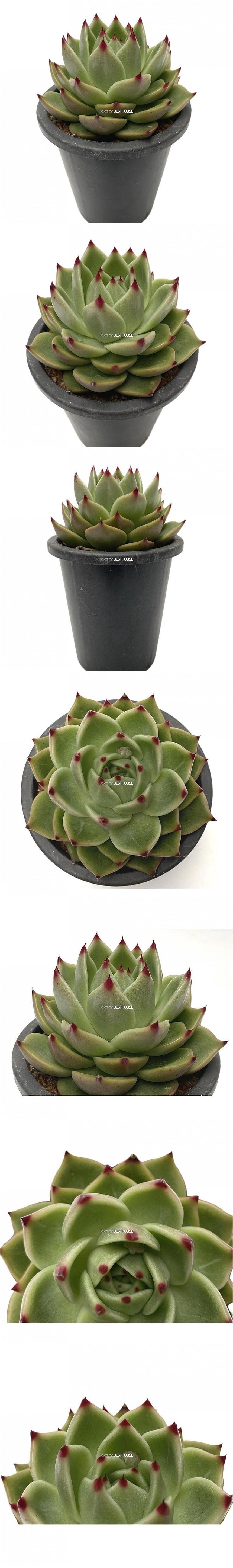 베하몰 실내 화초 블루드레곤 랜덤발송 15cm/블루드레곤/블루드레곤다육이/다육이/다육식물/식물/다육이식