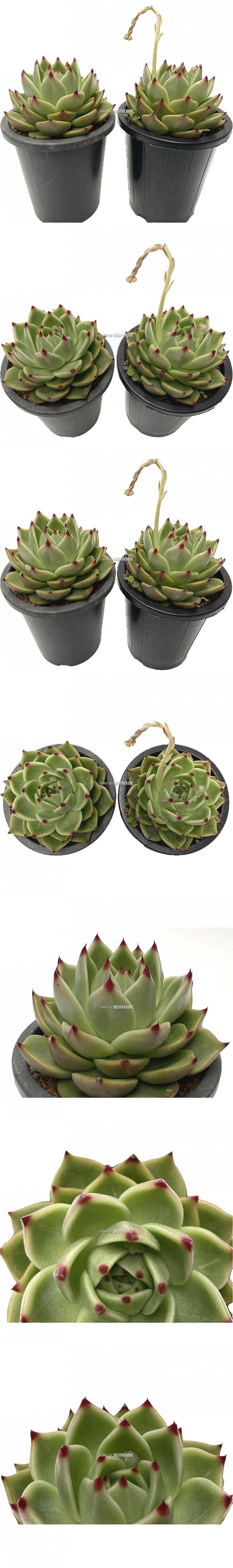 베하몰 실내 화초 블루드레곤 1+1 선별발송 15cm/블루드레곤/블루드레곤다육이/다육이/다육식물/식물/다육