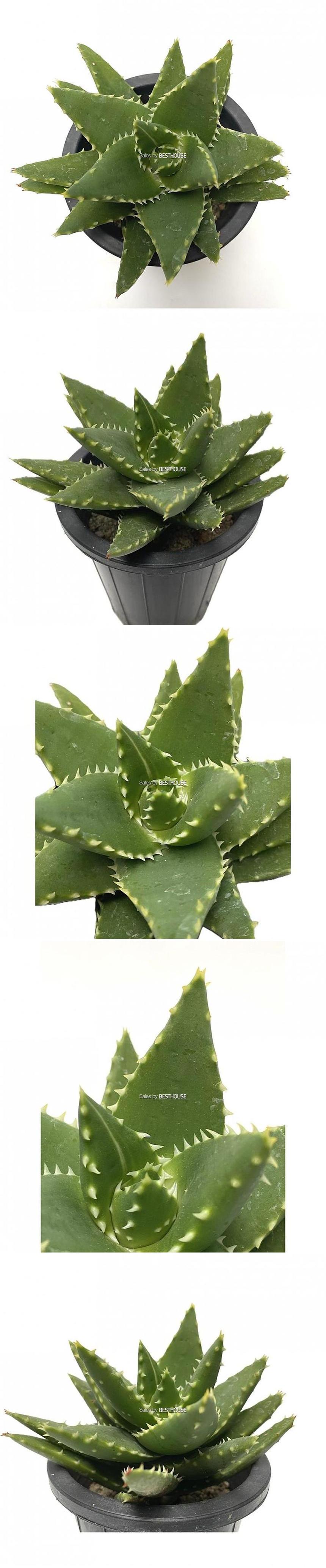 베하몰 실내 화초 용산 18cm/용산/용산다육이/다육이/다육식물/식물/다육이식물/실내화초/실내식물/화초/인