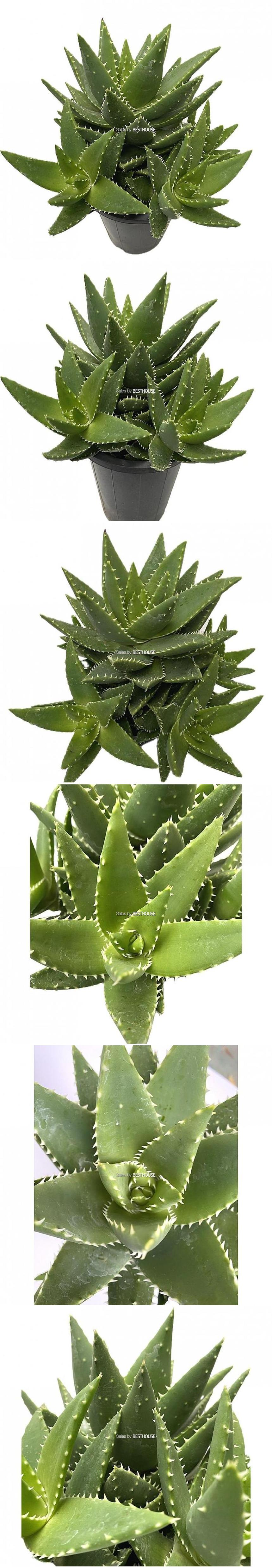 베하몰 실내 화초 용산 다육 선인장 36cm/선인장/다육선인장/다육이/다육식물/식물/다육이식물/실내화초/실