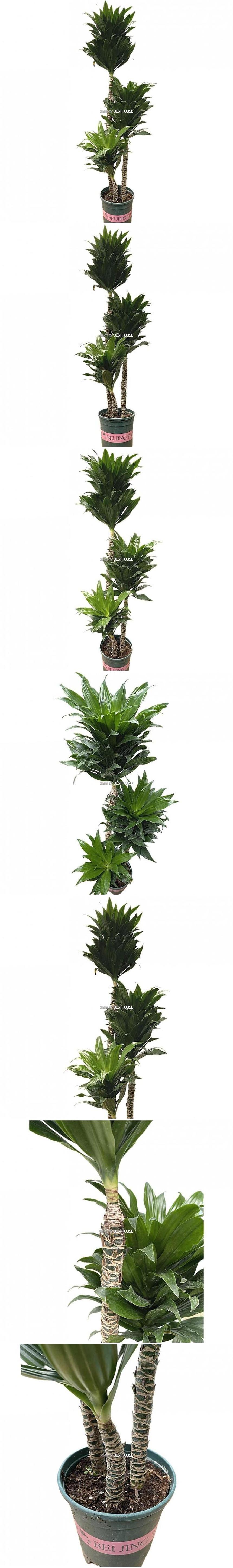 베하몰 실내 화초 3단 콤팩타 실내 화분 96cm/공기정화식물화분/공기정화식물/3단화분/3단장식화분/3단식물