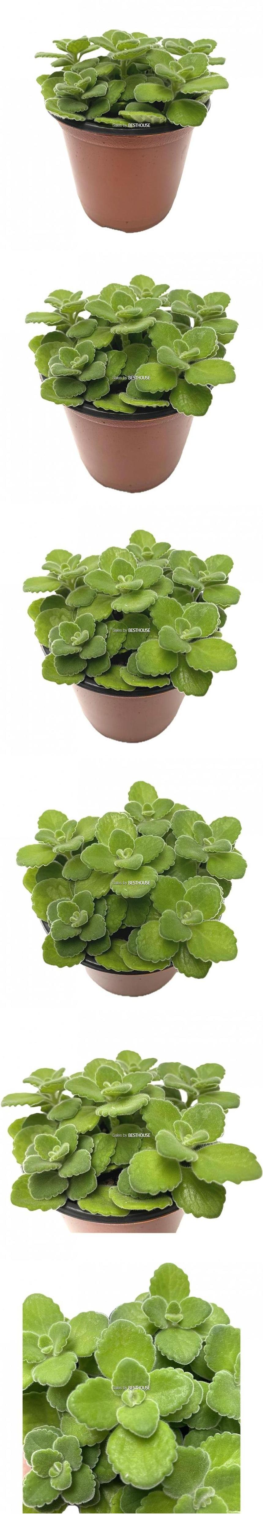 베하몰 실내 화초 장미 허브 소품 12cm/장미허브키우기/장미허브/허브재배/식물재배/식물키우기/식물기르기