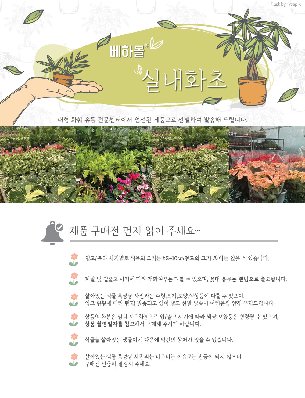 베하몰 실내 화초 1+1 장미 허브 12cm/장미허브키우기/장미허브/허브재배/식물재배/식물키우기/식물기르기/
