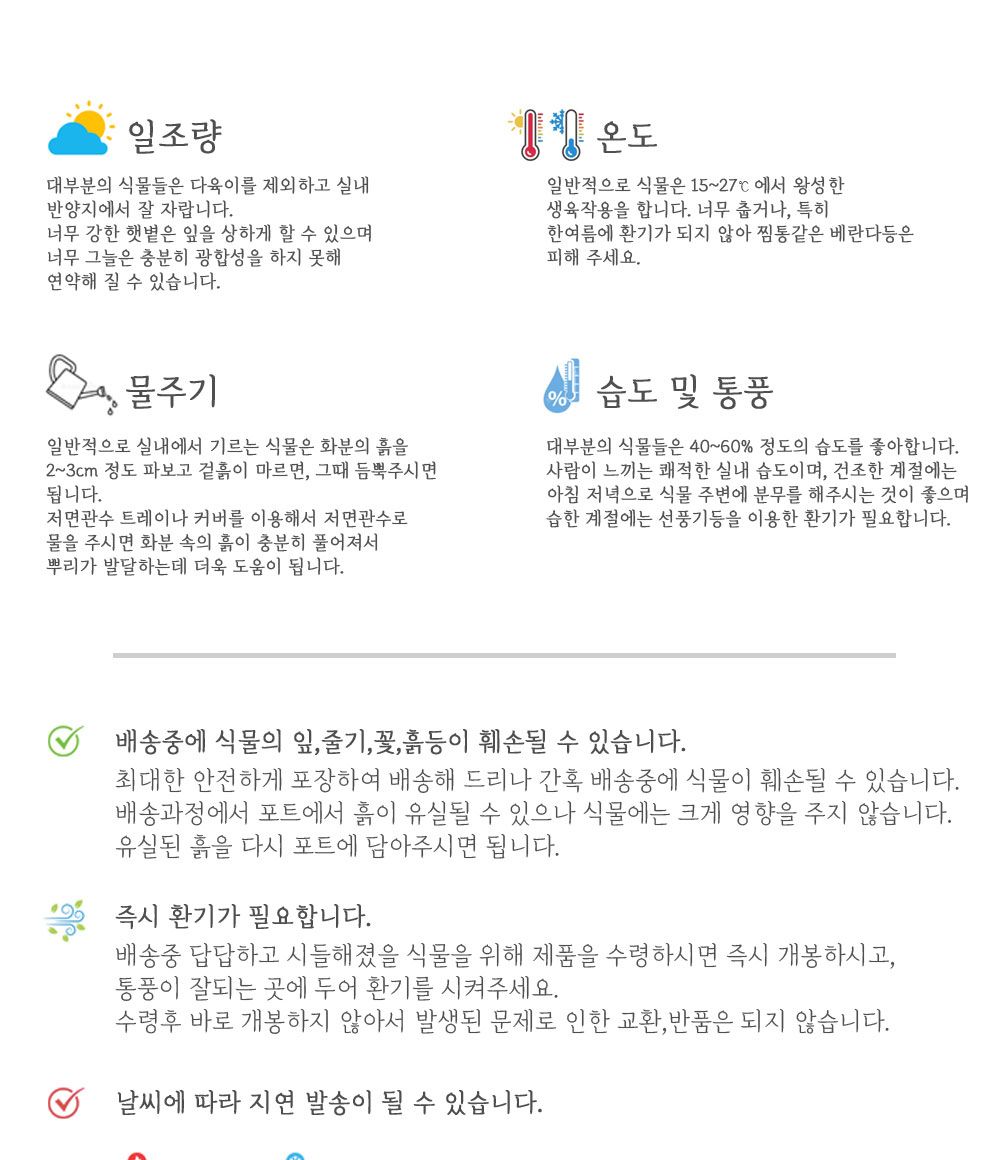 베하몰 실내 화초 1+1 장미 허브 12cm/장미허브키우기/장미허브/허브재배/식물재배/식물키우기/식물기르기/