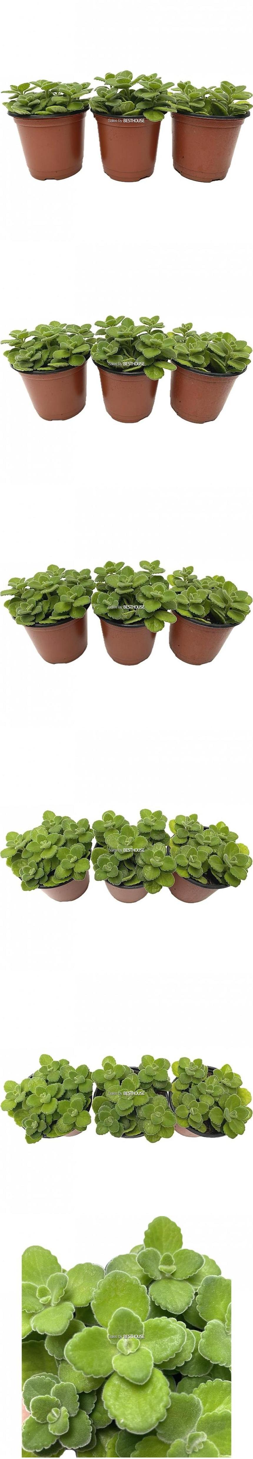 베하몰 실내 화초 1+1+1 장미 허브 12cm/장미허브키우기/장미허브/허브재배/식물재배/식물키우기/식물기르