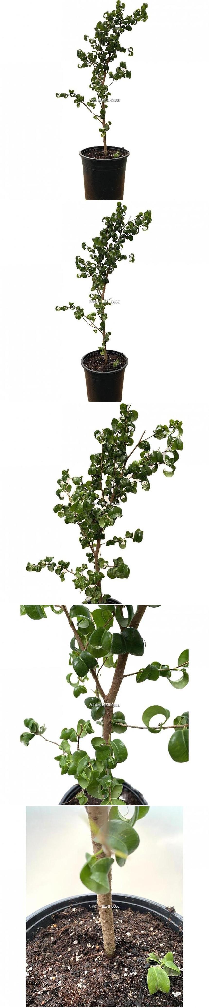 베하몰 실내 화초 바로크 벤자민 86cm/바로크벤자민/바로크벤자민키우기/벤자민/식물/원예/원예장식/식물장