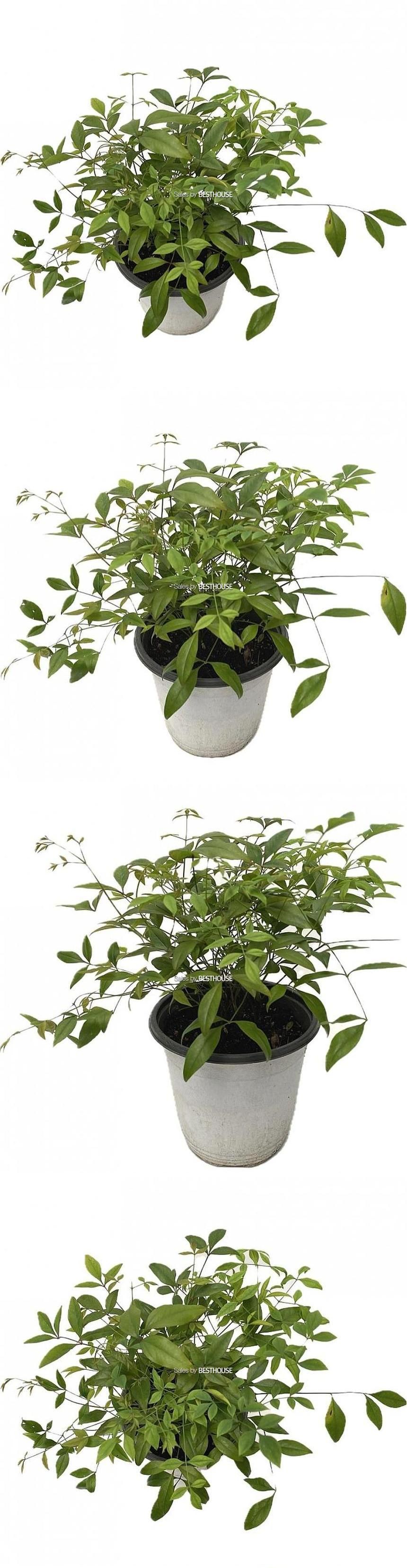 베하몰 실내 화초 남천 노지월동식물 28cm/식물/원예/원예장식/식물장식/장식용식물/남천노지월동식물/실내