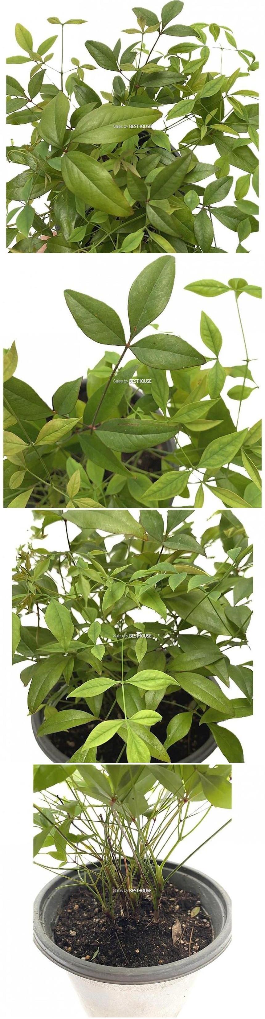 베하몰 실내 화초 남천 노지월동식물 28cm/식물/원예/원예장식/식물장식/장식용식물/남천노지월동식물/실내