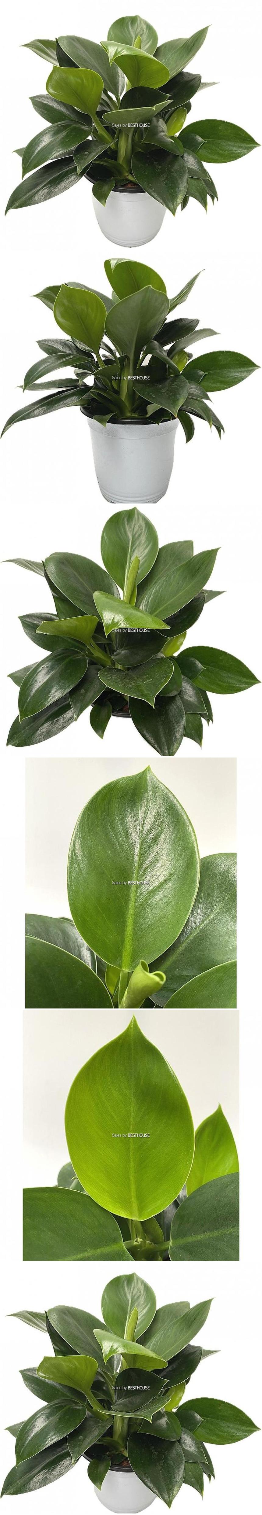 베하몰 실내 화초 콩고 실내 화분 34cm/공기정화식물화분/공기정화식물/콩고화분/콩고기르기/콩고장식화분/