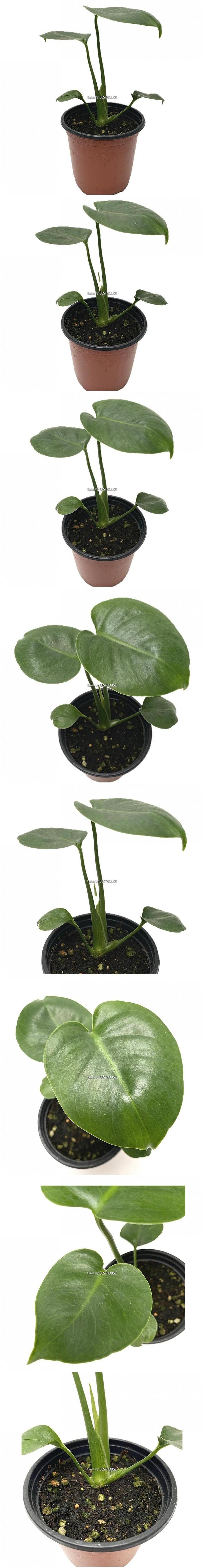 베하몰 실내 화초 몬스테라 소품 22cm/식물/원예/원예장식/식물장식/공기정화식물/몬스테라키우기/몬스테라