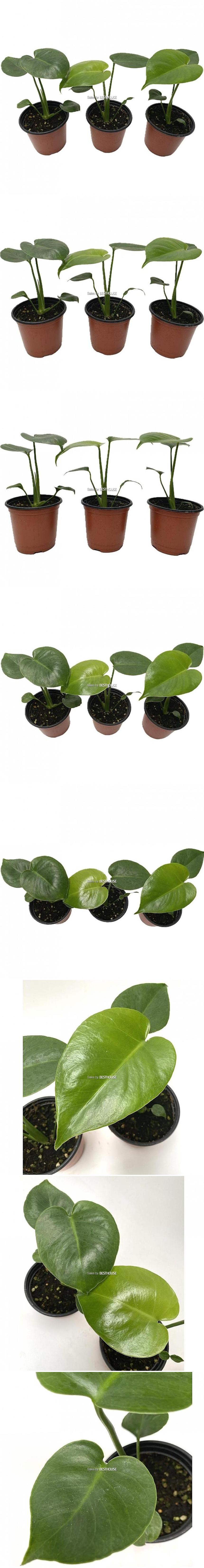 베하몰 실내 화초 몬스테라 1+1+1 소품 22cm/식물/원예/원예장식/식물장식/공기정화식물/몬스테라키우기/몬