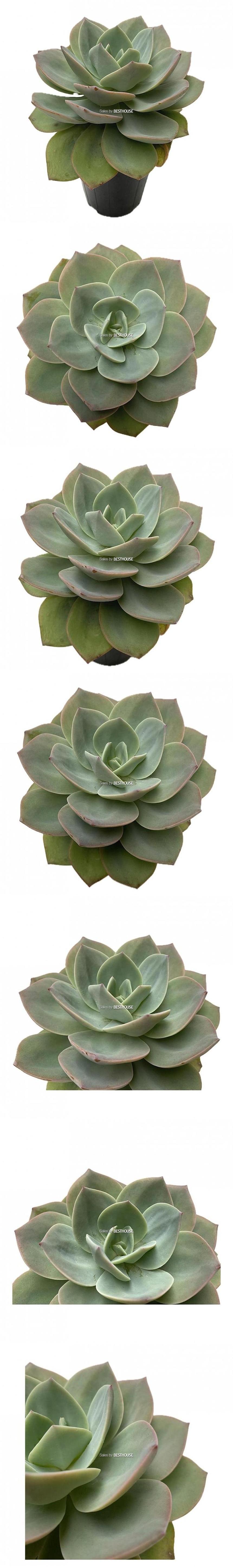 베하몰 실내 화초 원종 백봉 24cm/원종백봉/원종백봉다육이/다육이/다육식물/식물/다육이식물/실내화초/실