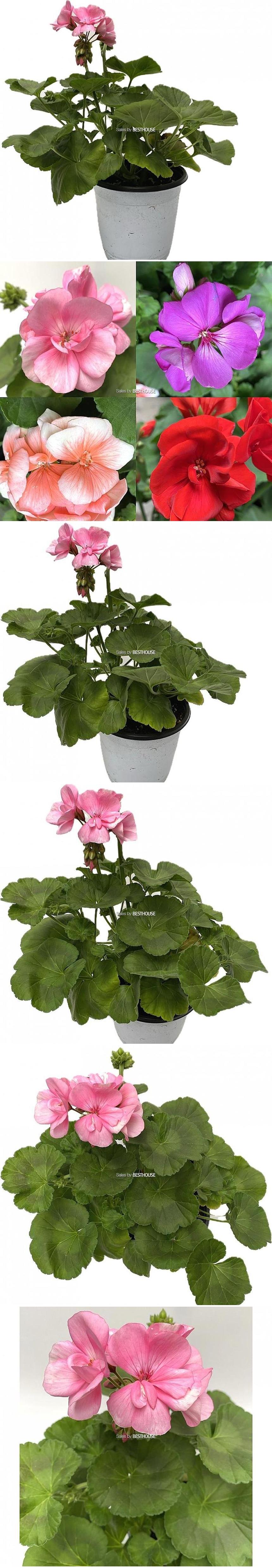 베하몰 실내 화초 페라고늄 랜덤발송 31cm/꽃/페라고늄꽃/페라고늄/식물/원예/원예장식/식물장식/장식용식