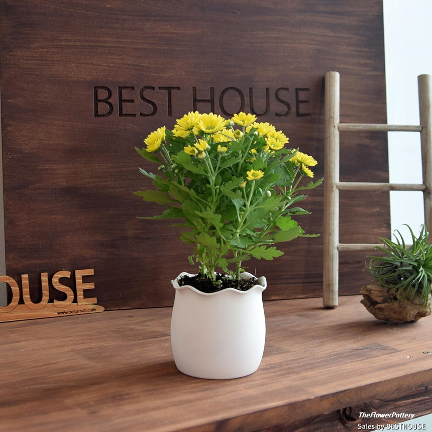 더플라워포터리 고강도 퓨어화이트 토분 표준형 8x8cm/화분/꽃화분/식물화분/플라워화분/꽃집화분/분배화분