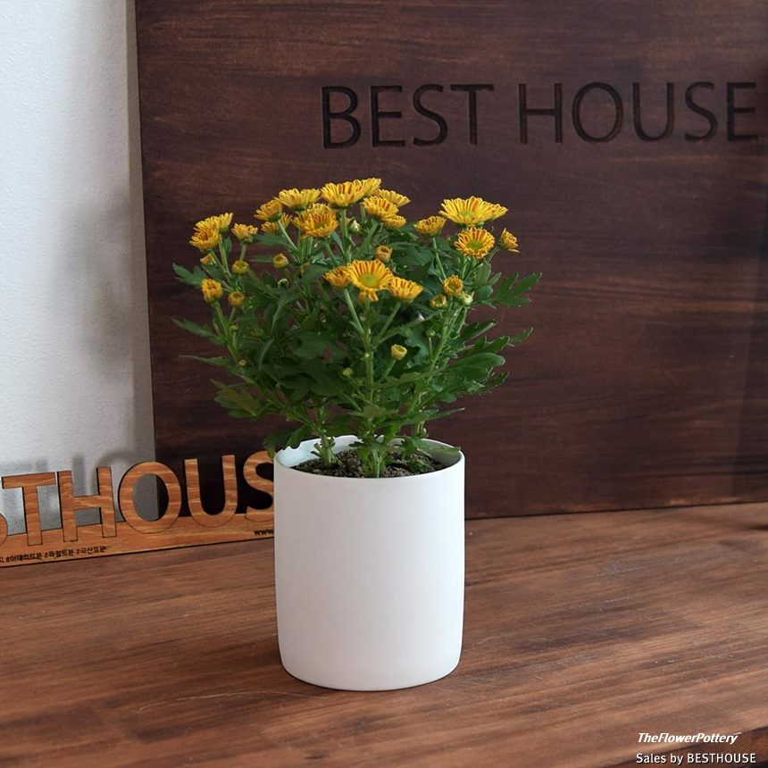 더플라워포터리 고강도 퓨어화이트 토분 표준형 8x8cm/화분/꽃화분/식물화분/플라워화분/꽃집화분/분배화분