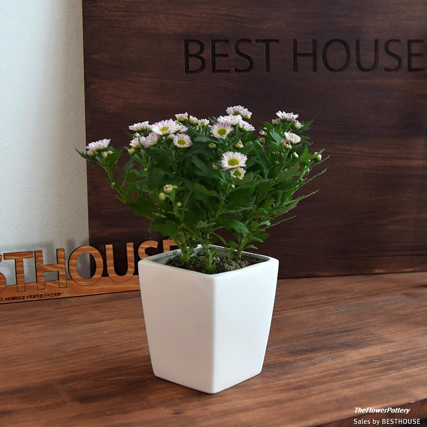 더플라워포터리 고강도 퓨어화이트 토분 표준형 8x8cm/화분/꽃화분/식물화분/플라워화분/꽃집화분/분배화분