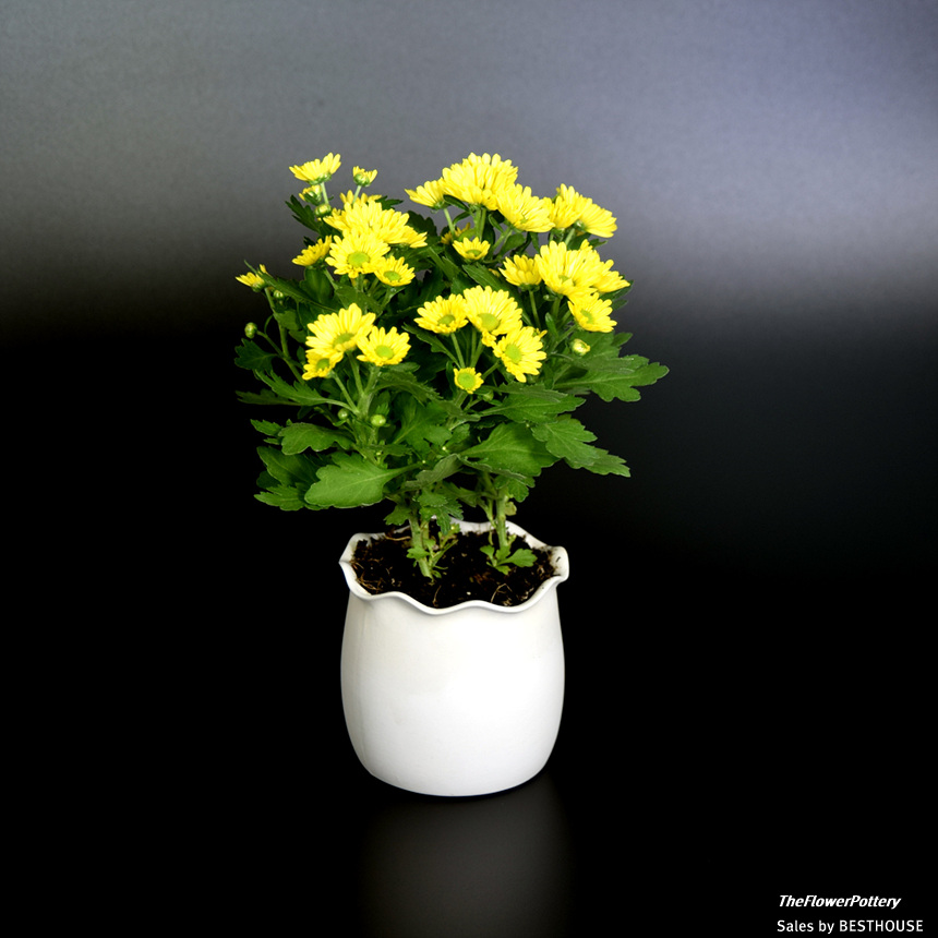 더플라워포터리 고강도 퓨어화이트 토분 표준형 8x8cm/화분/꽃화분/식물화분/플라워화분/꽃집화분/분배화분