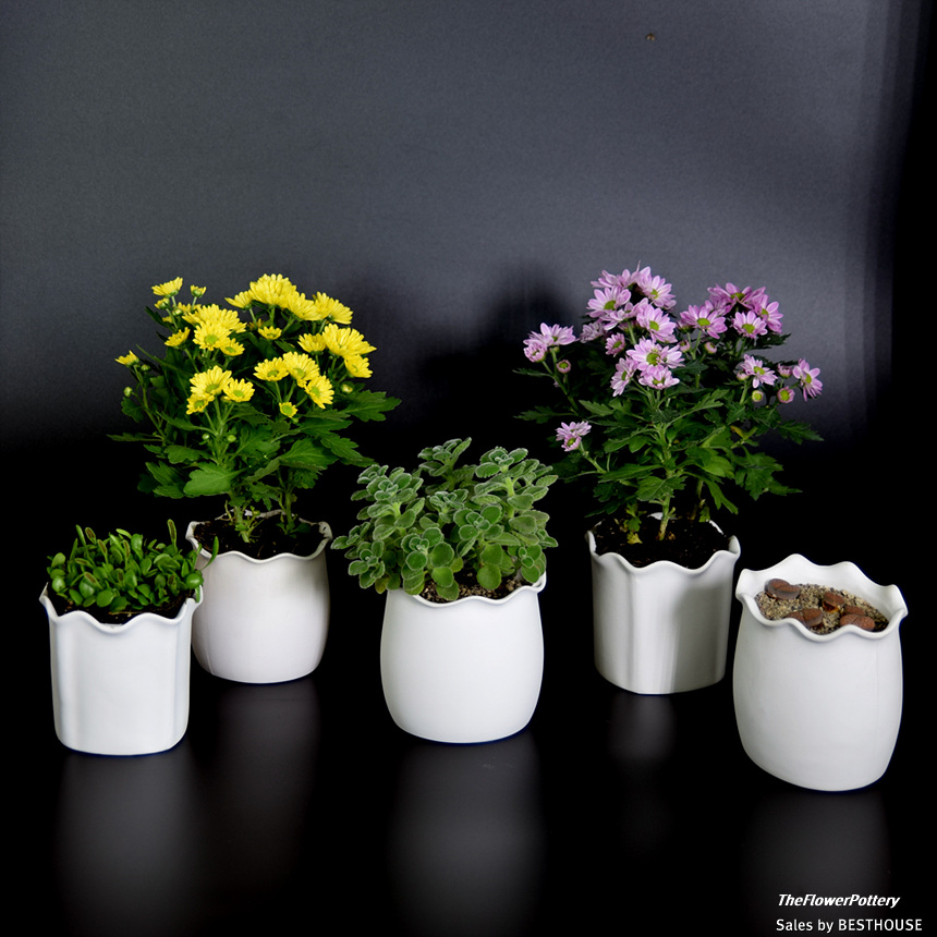 더플라워포터리 고강도 퓨어화이트 토분 표준형 8x8cm/화분/꽃화분/식물화분/플라워화분/꽃집화분/분배화분