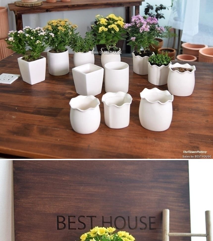 더플라워포터리 고강도 퓨어화이트 토분 표준형 8x8cm/화분/꽃화분/식물화분/플라워화분/꽃집화분/분배화분