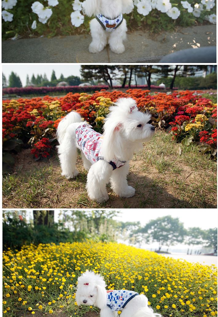 톰보이 핑크 L/애견용티셔츠/강아지티셔츠/애완견옷/강아지옷/애견옷/반려견옷/강아지패션/애견티/애견디자