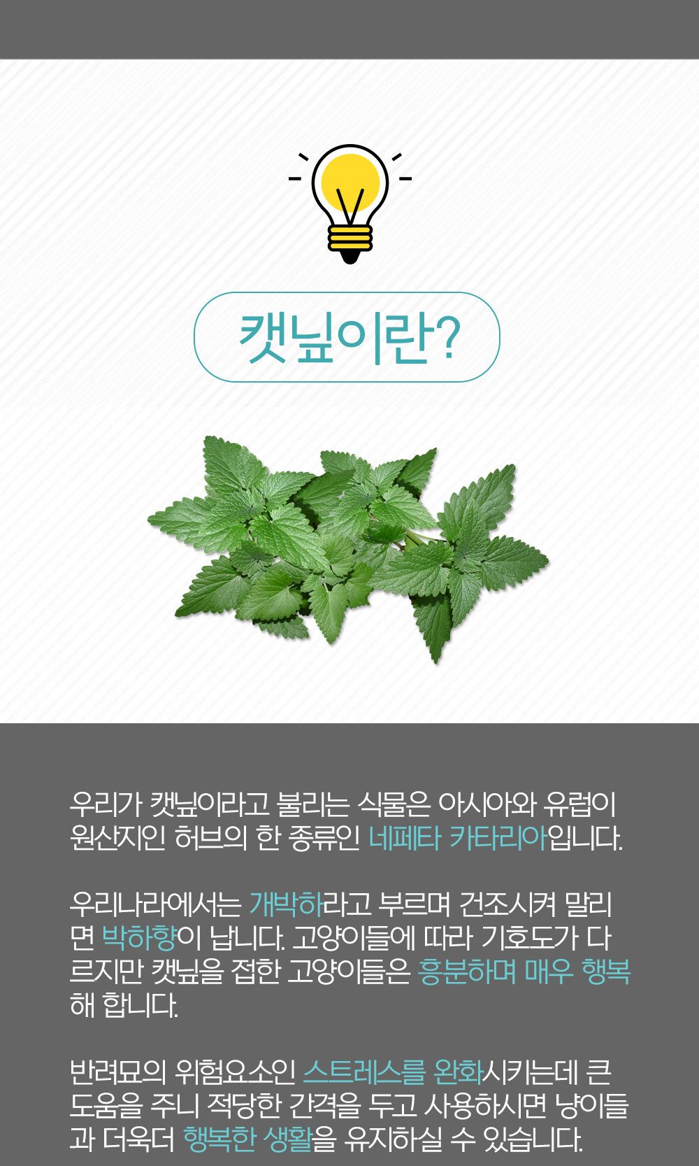냥냥이 롤링 캣닢사탕/캣닢/애묘캣닢/고양이캣닢/애완묘캣닢/반려묘캣닢/캣닢사탕/캣닢캔디/고양이간식/애