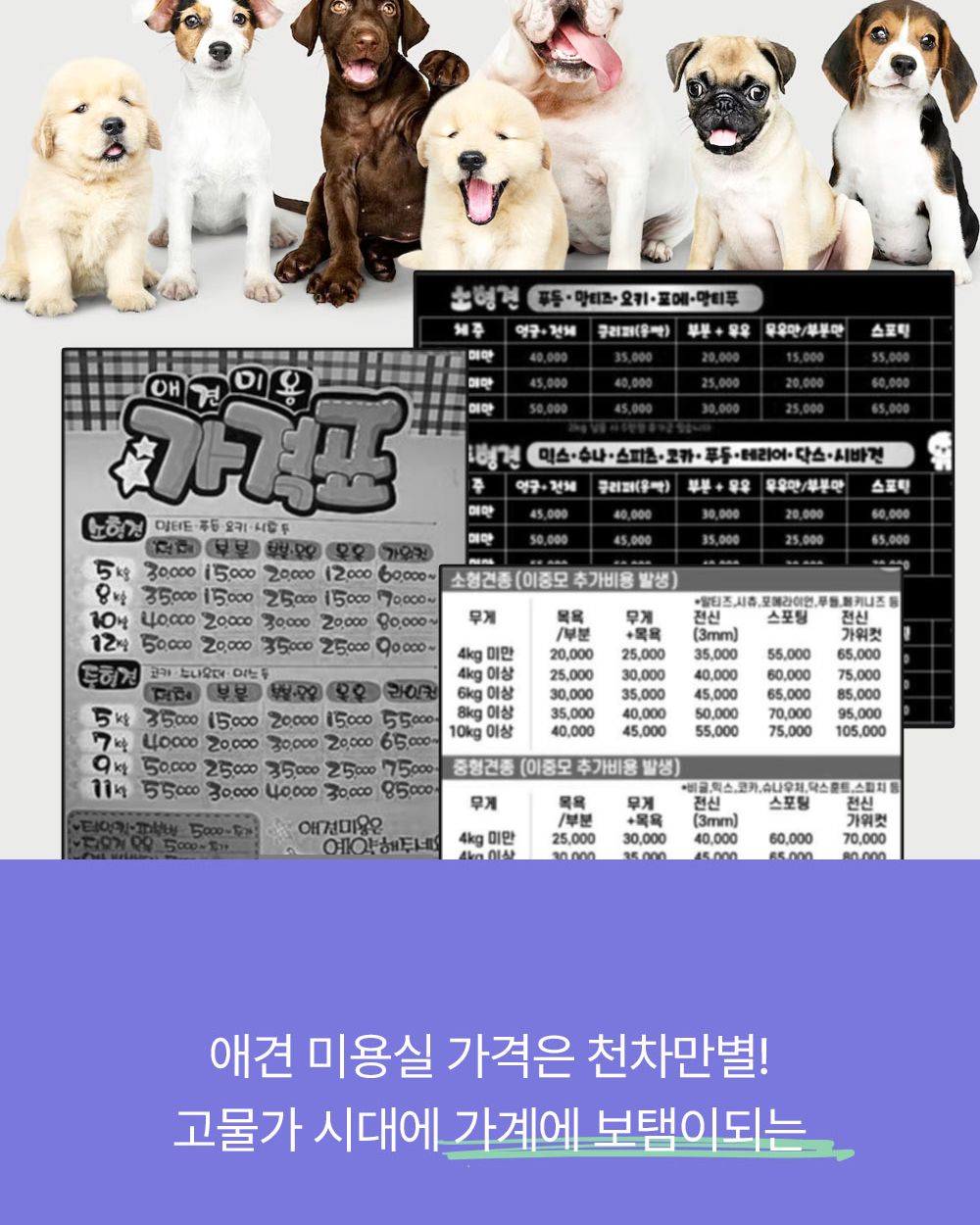 모모 요술가위 세트/강아지미용가위/애견미용가위/강아지가위/강아지미용도구/미용가위세트/미용가위집/애