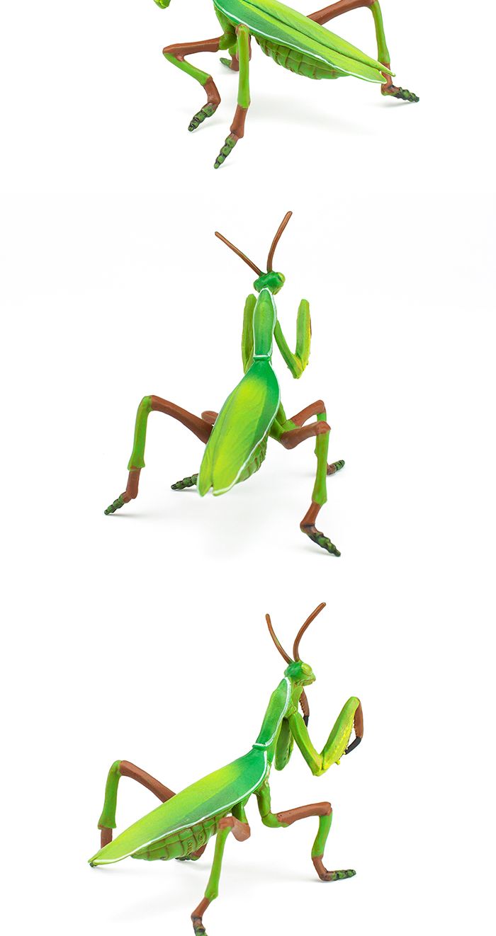 파포 (모형완구) 사마귀 (50244)/사마귀모형/사마귀피규어/곤충모형/곤충피규어/모형완구/모형장난감/학습