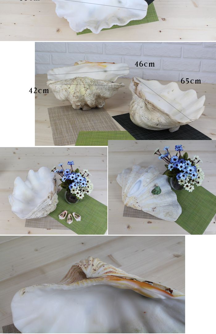 천연조개접시 50cm 조개접시 접시 요리접시 조리접시 그릇접시 접시그릇 주방접시 샐러드접시 다용도접시 원형접시 예쁜접시