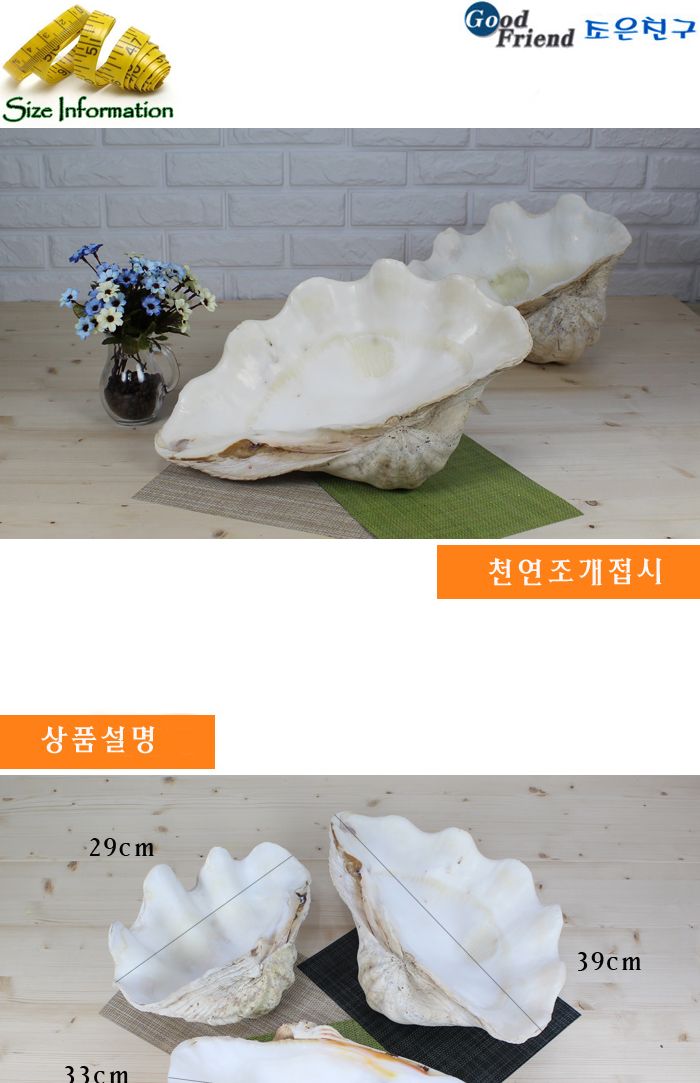 천연조개접시 32cm 조개접시 접시 요리접시 조리접시 그릇접시 접시그릇 주방접시 샐러드접시 다용도접시 원형접시 예쁜접시
